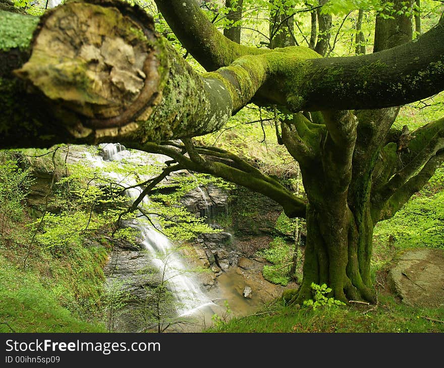 European or Common Beech