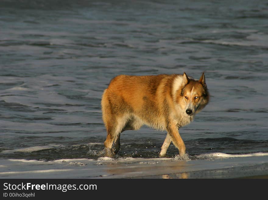 A dog with two different colored eyes walks on a black sand beach in Costa Rica. A dog with two different colored eyes walks on a black sand beach in Costa Rica.