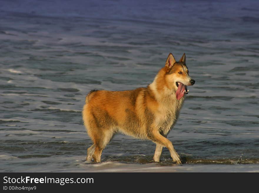 Husky Dog on Beach