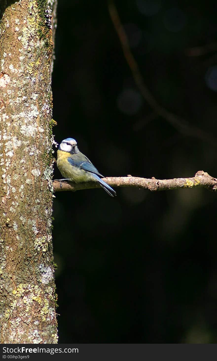 Photo of the Blue Tit (Cyanistes caeruleus) bird on a tree branch.