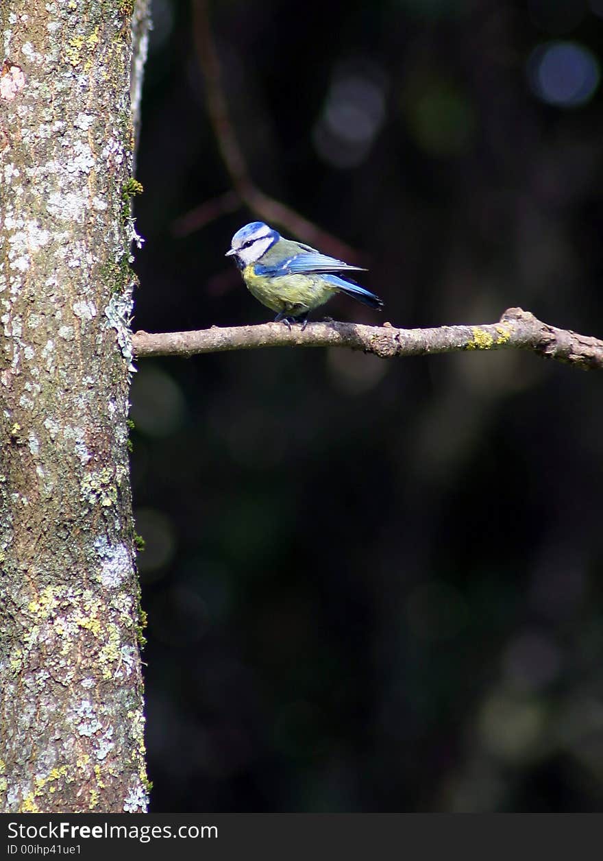 Photo of the Blue Tit (Cyanistes caeruleus) bird on a tree branch. Photo of the Blue Tit (Cyanistes caeruleus) bird on a tree branch.