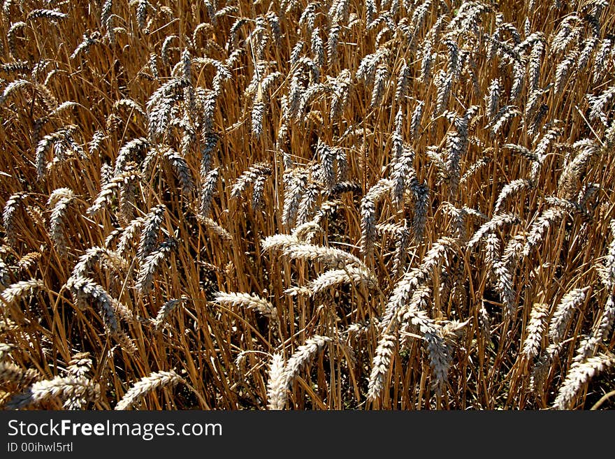 Ripening Summer Wheat