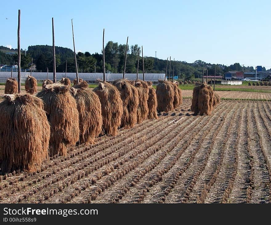 Autumn rice field