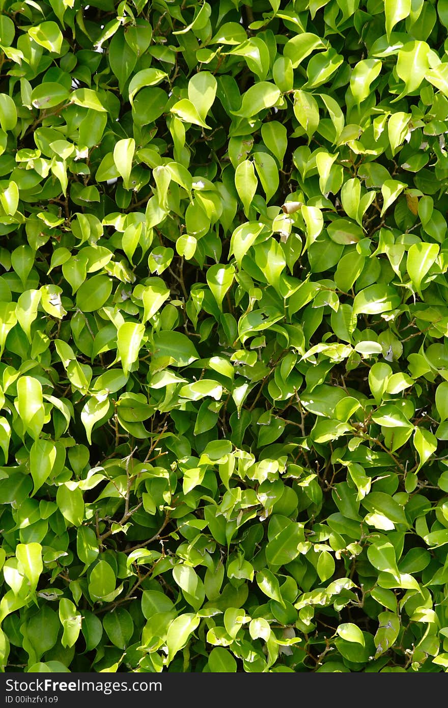 Green Leaf Background