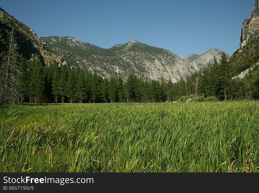 Lush Green Mountain Meadow with blue sky.