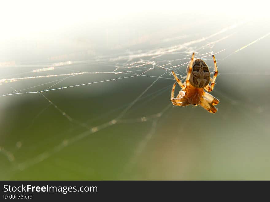 Spider sitting in the web. Spider sitting in the web