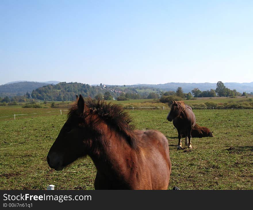 Two brown horses grazing in the field. Two brown horses grazing in the field