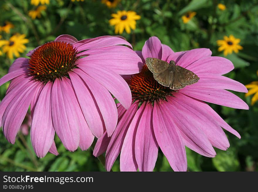 Purple daisies with moth