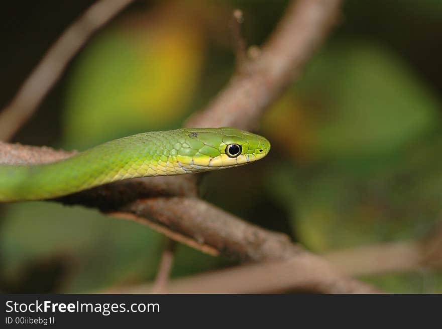 Headshot of a rough green snake climbing in a small tree. Headshot of a rough green snake climbing in a small tree.