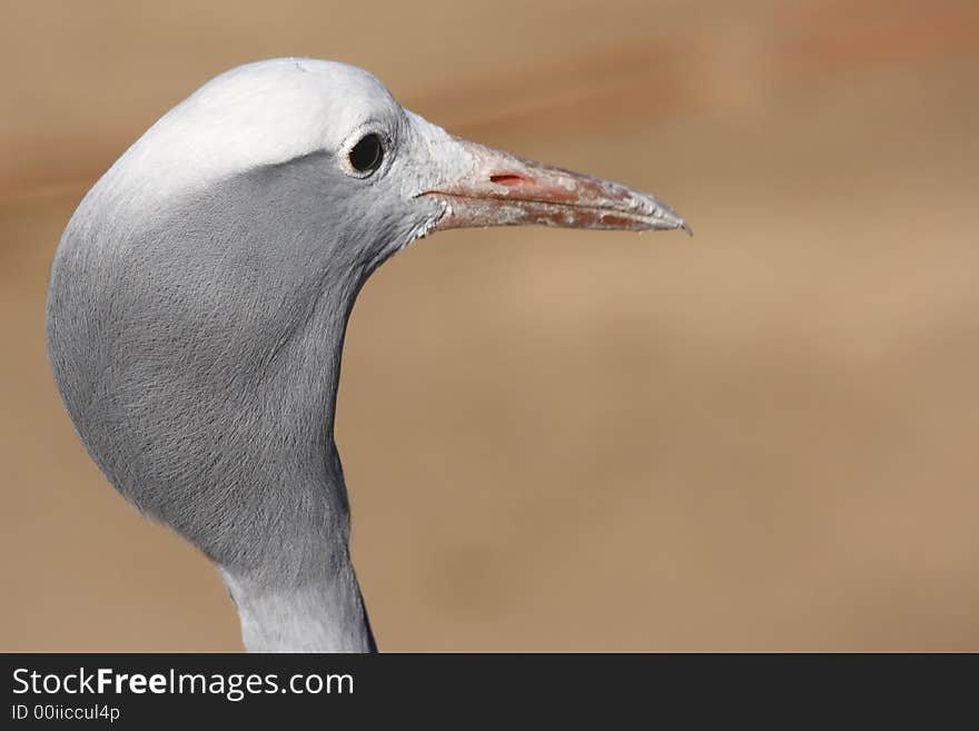 Blue crane looking to the right. Blue crane looking to the right