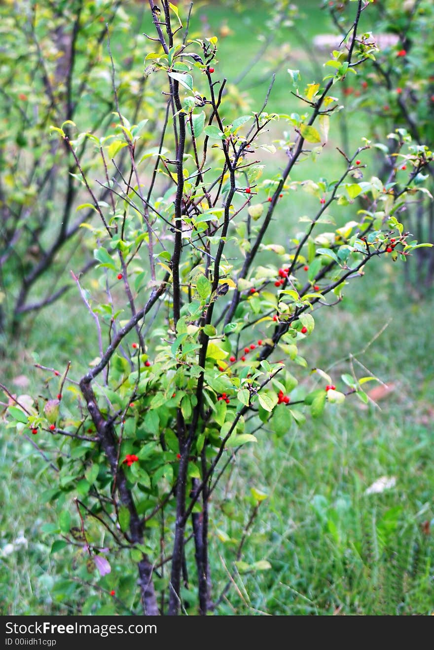 Spring summer fall close up or wild bush with berries