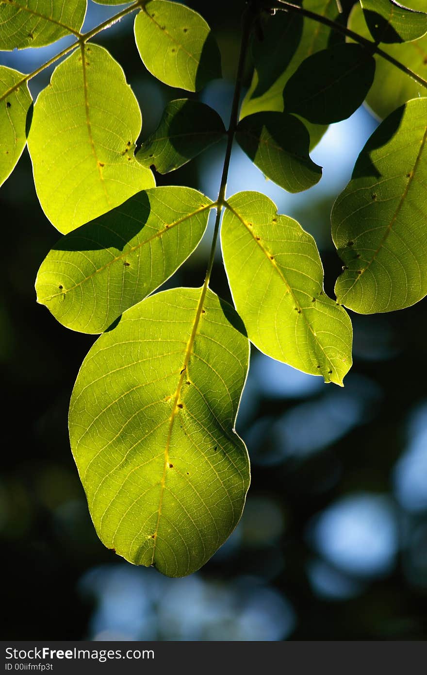 The green leaves in summer time. The green leaves in summer time