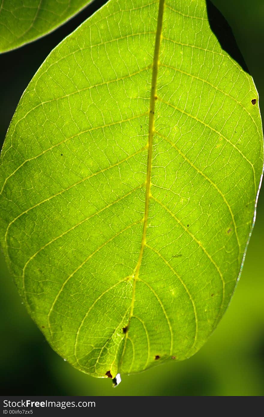 The green leaves in summer time. The green leaves in summer time