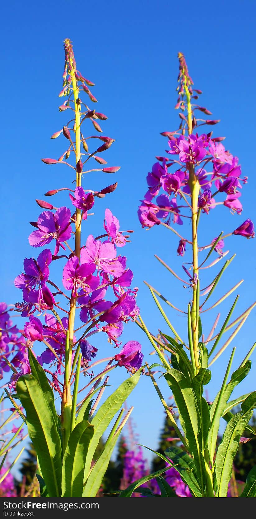 Very beautiful field plant of July; a hot sunny day; the bright blue sky; vertical orientation. Very beautiful field plant of July; a hot sunny day; the bright blue sky; vertical orientation.