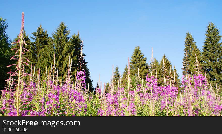 A years landscape; bright; warm; a sunny day; the large foreground; blossoming thrickets Ivan of tea on a background of a fir forest and the sated bright blue sky. A years landscape; bright; warm; a sunny day; the large foreground; blossoming thrickets Ivan of tea on a background of a fir forest and the sated bright blue sky.