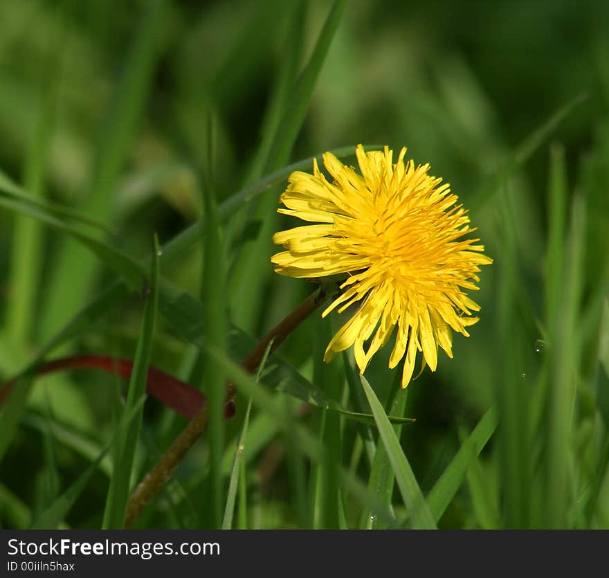 Yellow Dandelion Flower Photo