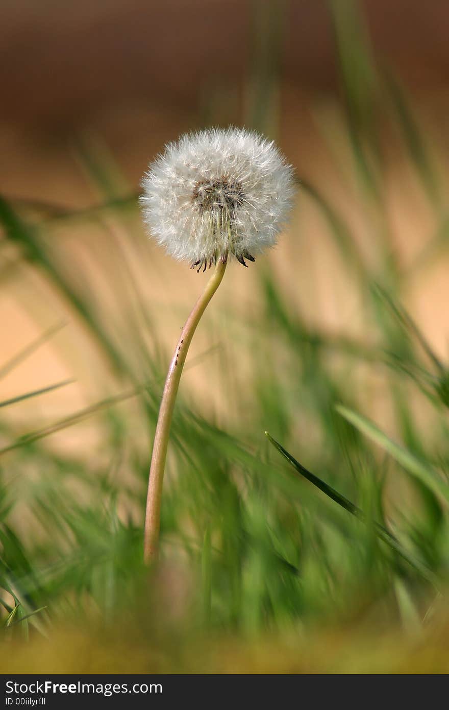 Photo of a Dandelion Flower