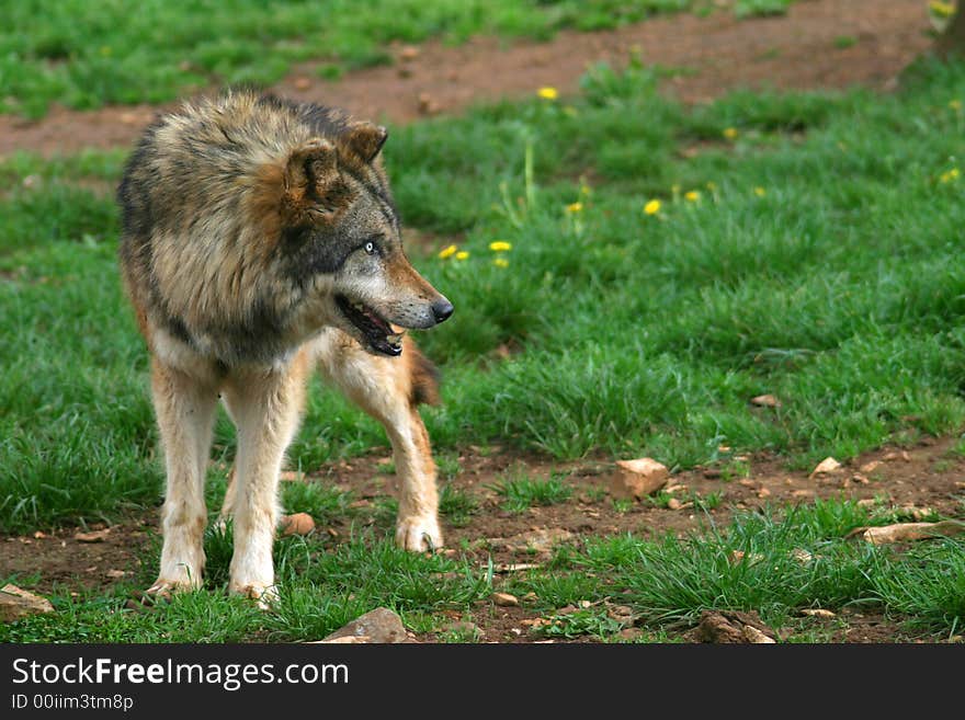 Photo of a Wolf (Canis lupus). Photo of a Wolf (Canis lupus)