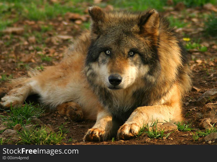 Photograph of a Timber Wolf (Canis lupus). Photograph of a Timber Wolf (Canis lupus)