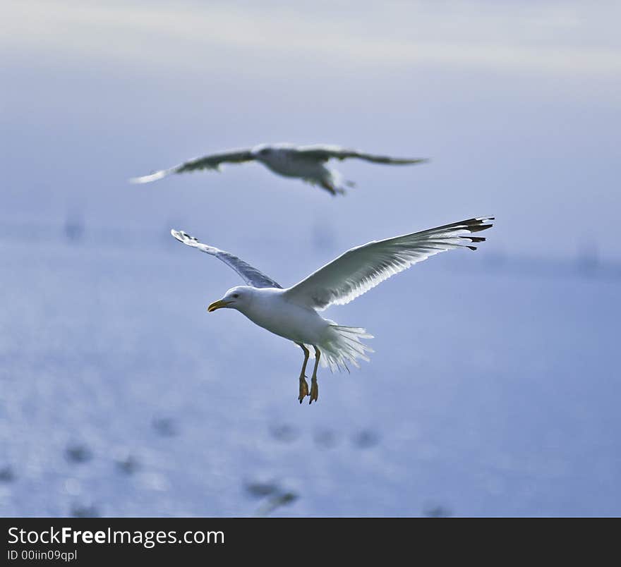 Seagulls over the sea