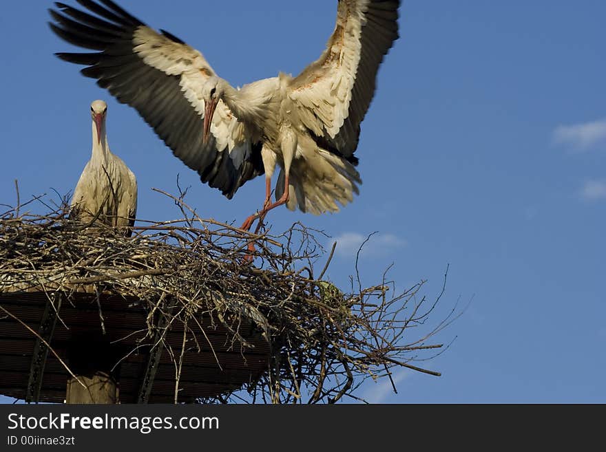 A white stork in his nest and blue sky. A white stork in his nest and blue sky