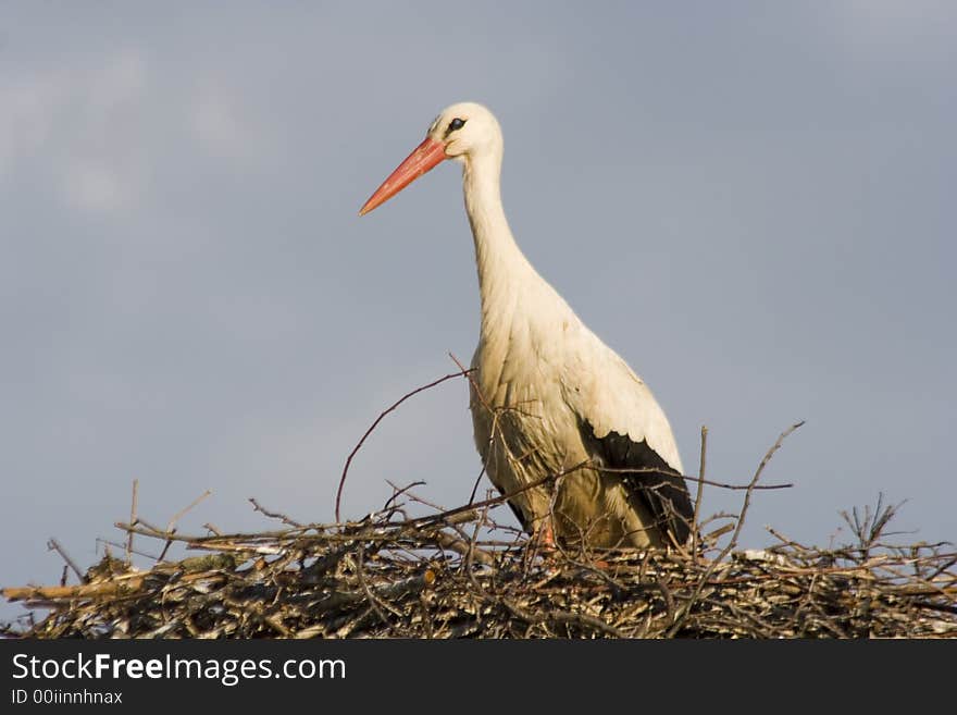 A white stork in his nest and blue sky. A white stork in his nest and blue sky