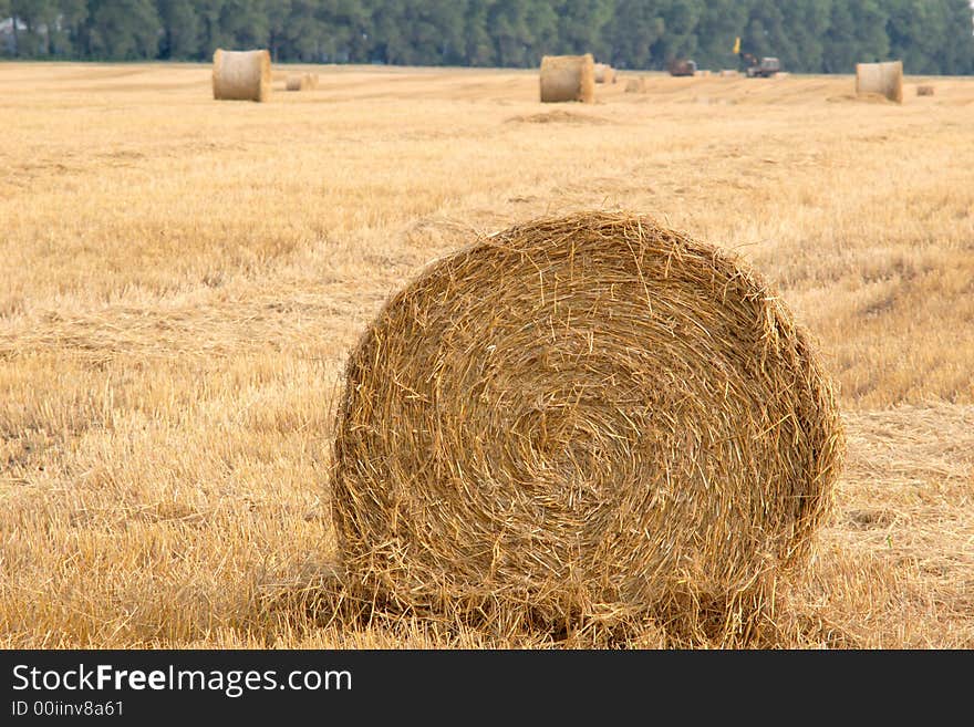 Field With Rolls