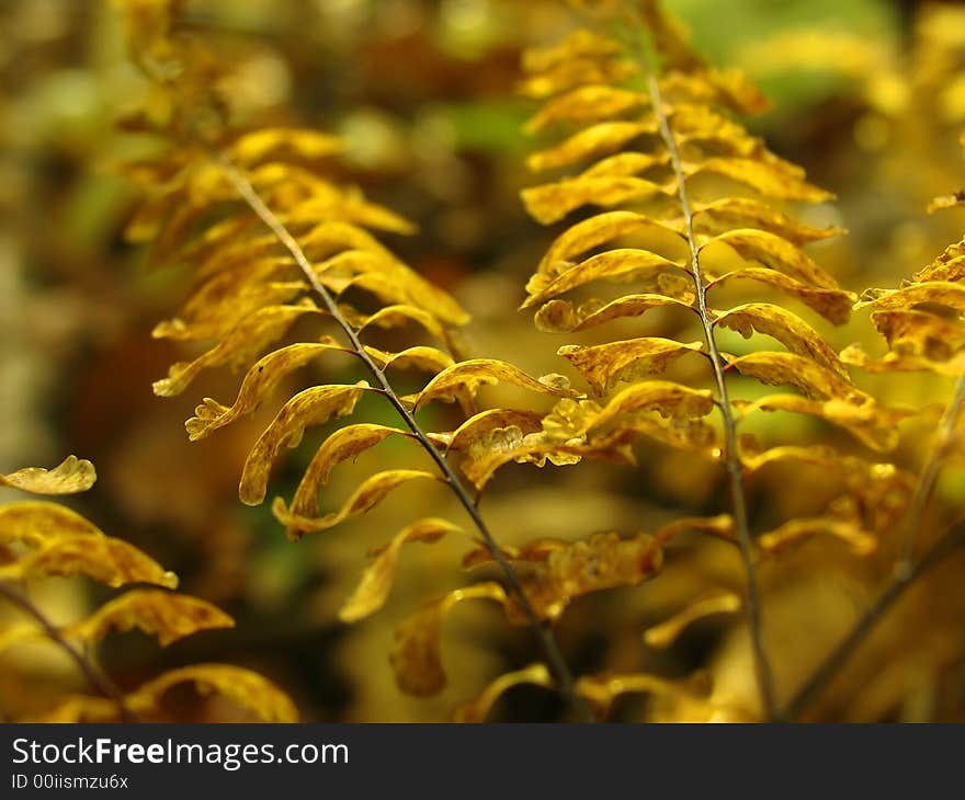 Yellow ferm in autumn forest. Yellow ferm in autumn forest