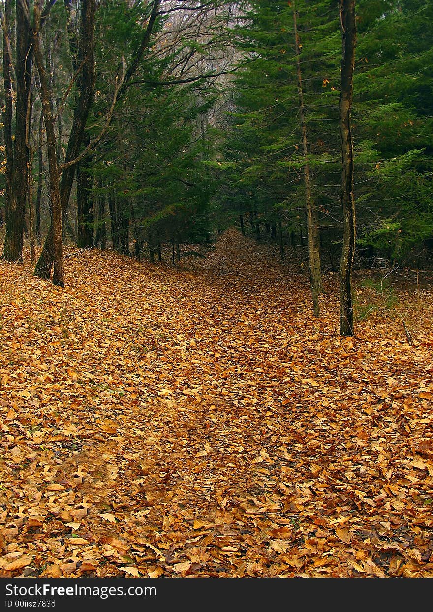 Fall oak and maple laves under green fir. Fall oak and maple laves under green fir