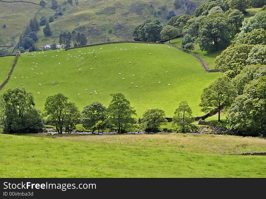 Sunlit Summer Field