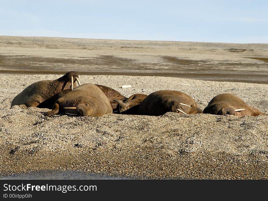 The big family of walruses Spitsbergen Arctic2006