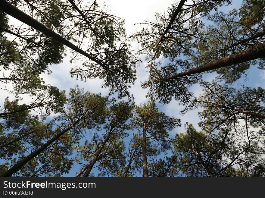 Tall Trees Trunks at Sintra, Porugal. Tall Trees Trunks at Sintra, Porugal