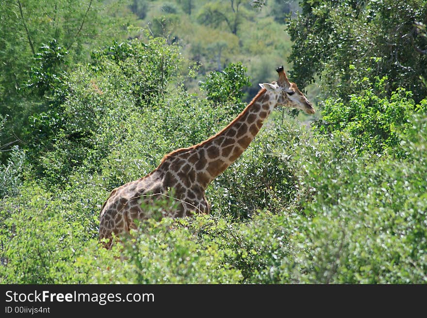 Giraffe in the the kruger park, south africa