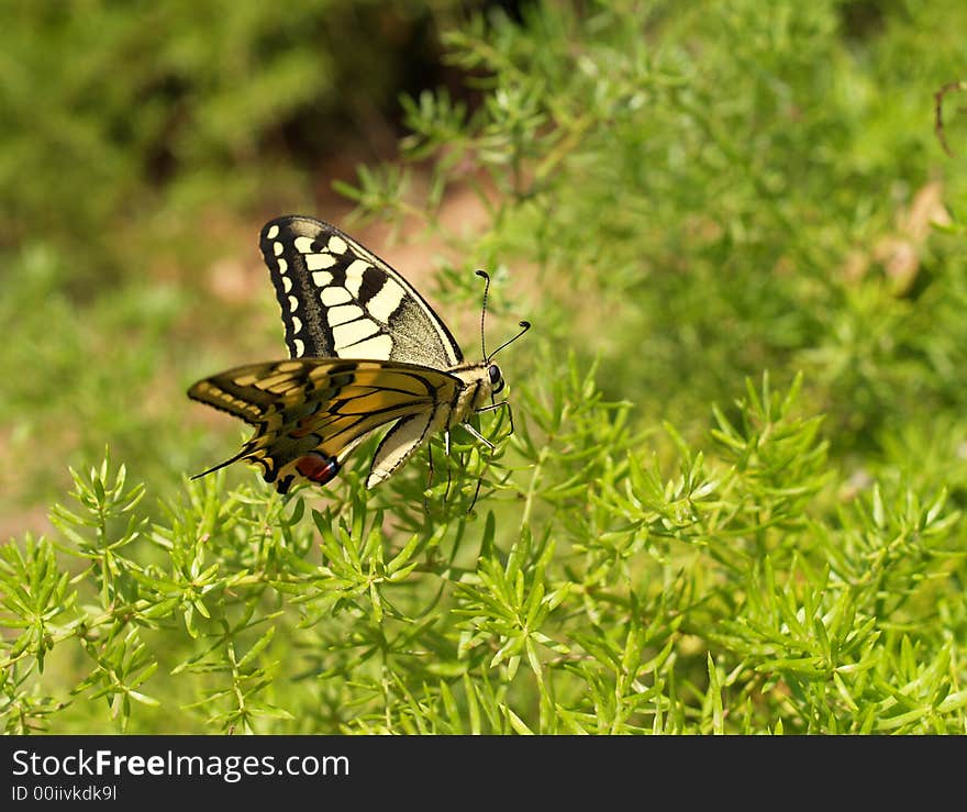 Butterfly