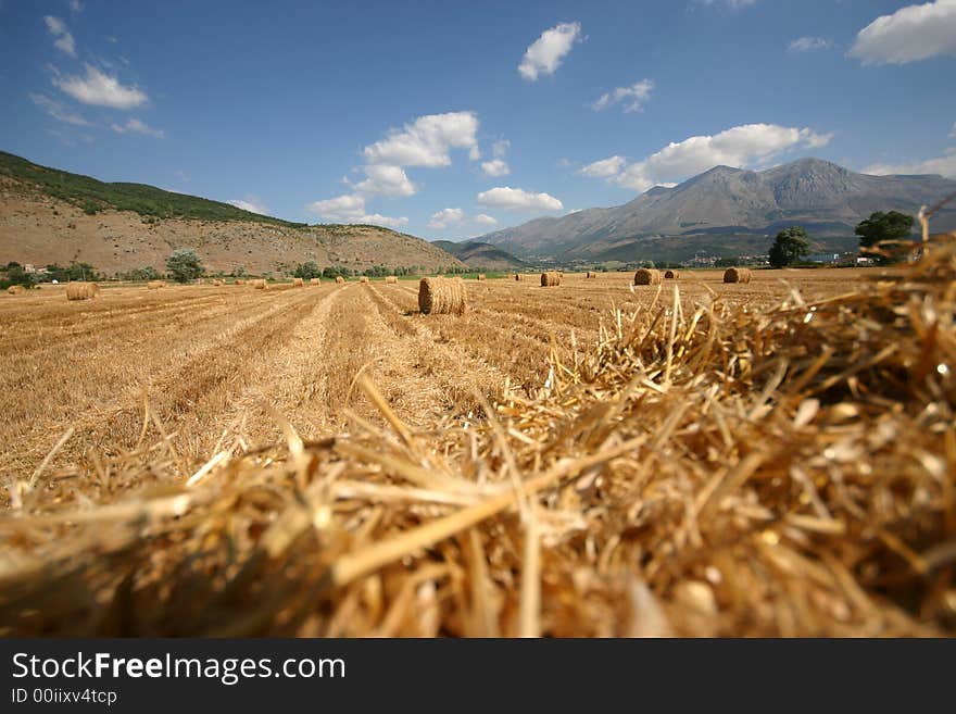 Wide view of a field after the wheat harvest with out of focus part of roll. Wide view of a field after the wheat harvest with out of focus part of roll