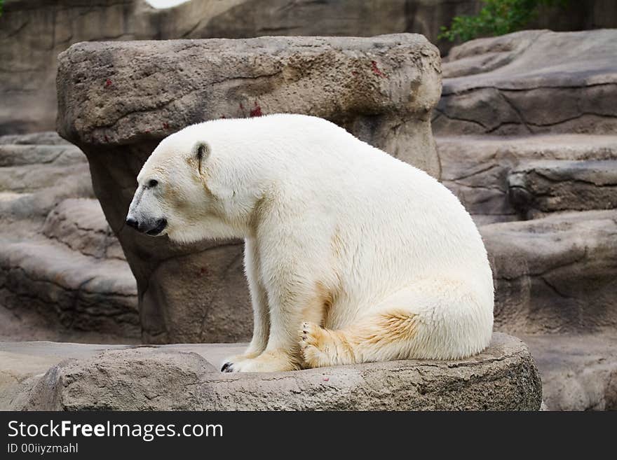 Polar Bear 2