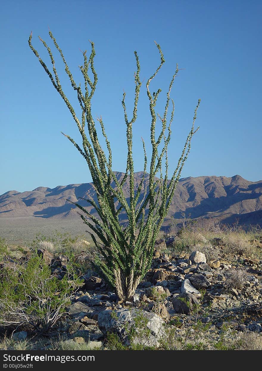 Desert Plant