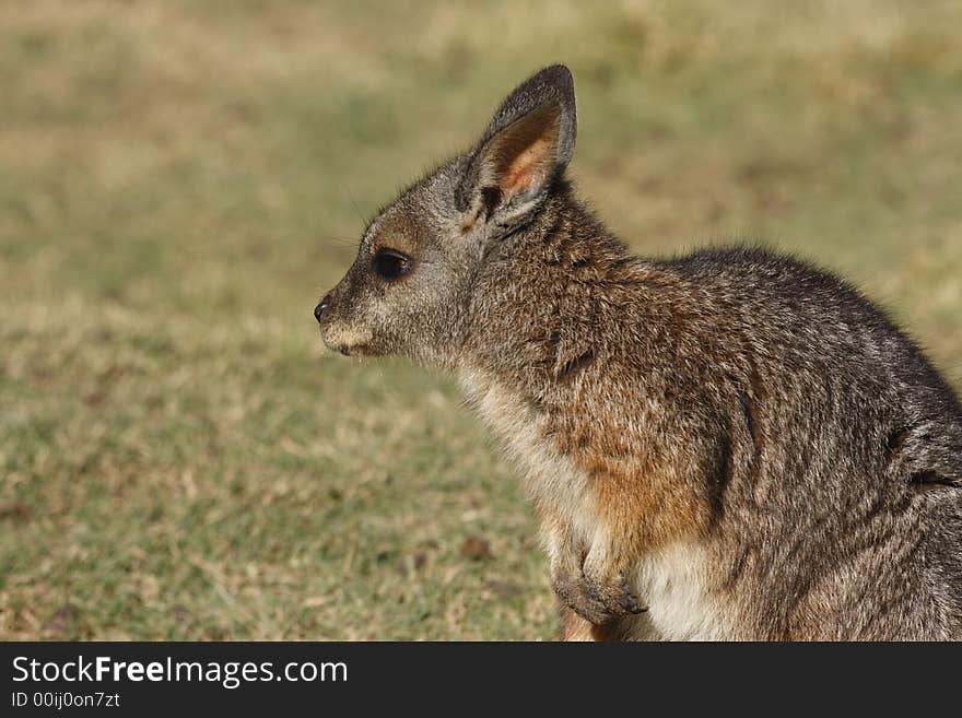 Wallaby sitting and looking into space. Wallaby sitting and looking into space