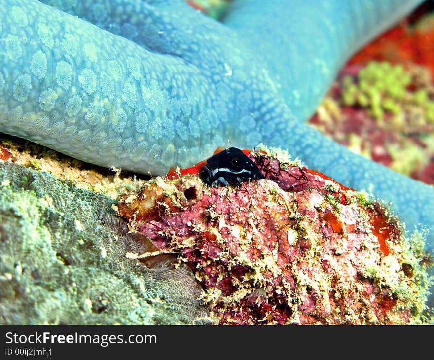 Barred Blenny - This fish is reclusive and may burrow in sandy substrates or inhabit crevices in reefs or even empty mollusk shells. Barred Blenny - This fish is reclusive and may burrow in sandy substrates or inhabit crevices in reefs or even empty mollusk shells