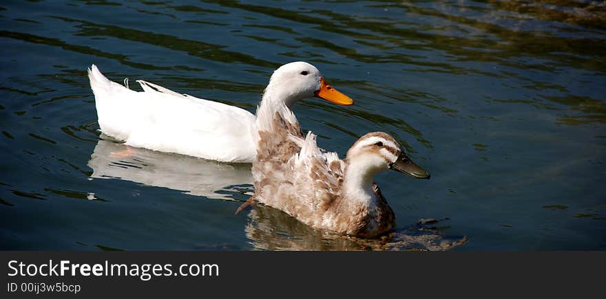 Couple of ducks swimming on the lake