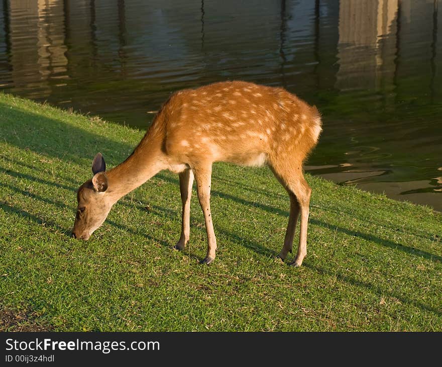 Nara fawn grazing