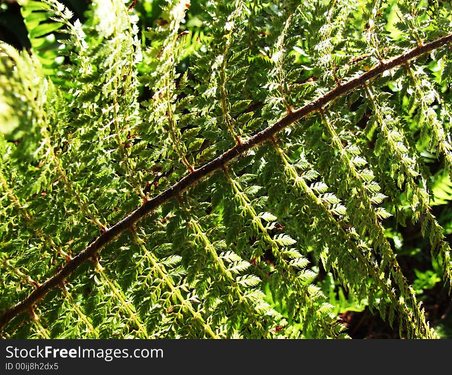 Macro of green fern in the garden