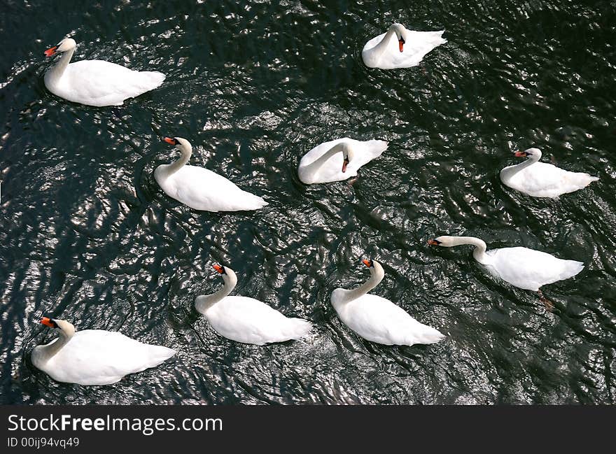 Many swans, view from top down