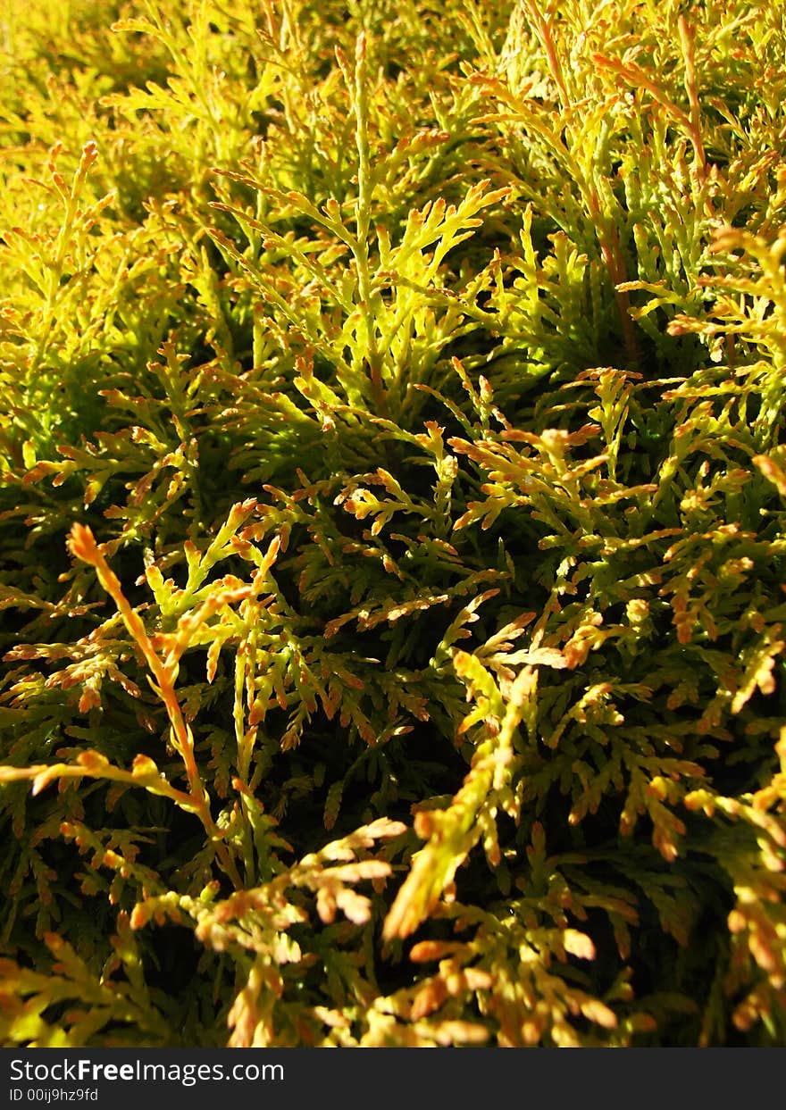 Macro of foliage on fir tree