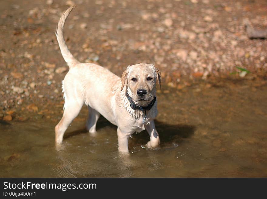 A labrador puppy plays in the water