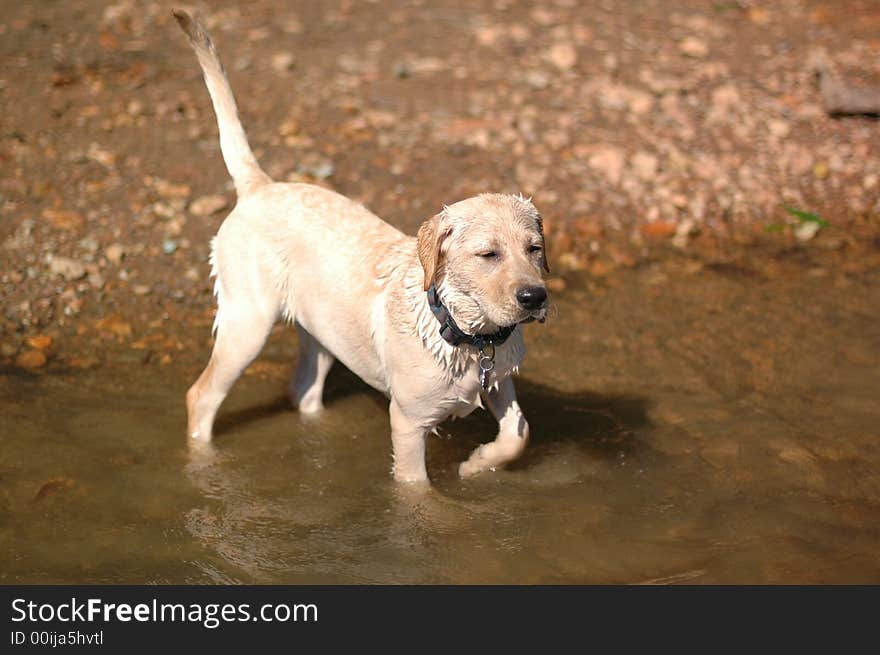 A labrador puppy plays in the water