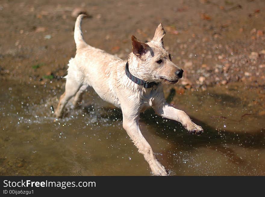 A labrador puppy plays in the water