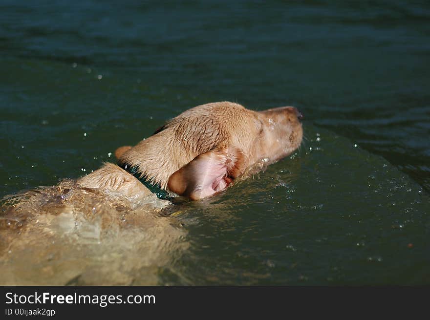 Labrador Swimming