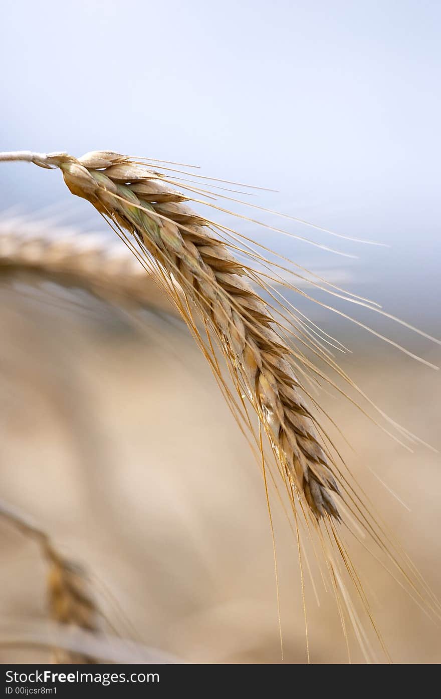 Mature ears of wheat, have bent to the ground,. Mature ears of wheat, have bent to the ground,