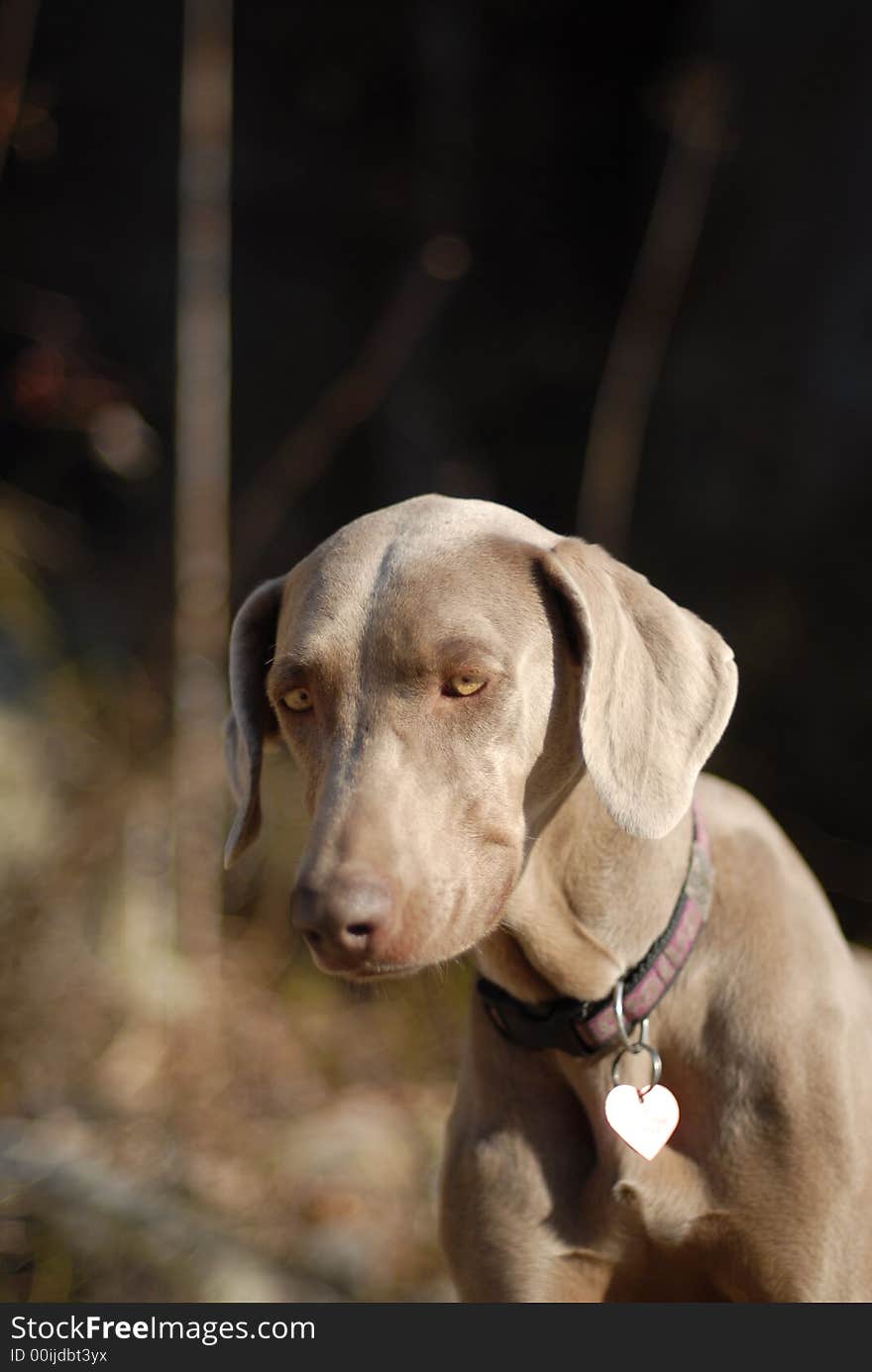 A weimaraner puppy in the outdoors.